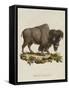 Venetian Natural History, 1771-null-Framed Stretched Canvas