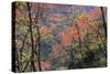 Venezuela San Isidro Tropical Forest with Bucare-null-Stretched Canvas