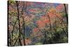 Venezuela San Isidro Tropical Forest with Bucare-null-Stretched Canvas