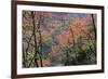 Venezuela San Isidro Tropical Forest with Bucare-null-Framed Photographic Print