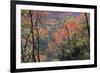 Venezuela San Isidro Tropical Forest with Bucare-null-Framed Photographic Print