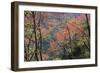 Venezuela San Isidro Tropical Forest with Bucare-null-Framed Photographic Print