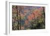 Venezuela San Isidro Tropical Forest with Bucare-null-Framed Photographic Print