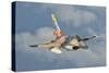 Venezuelan Air Force F-16 in Flight over Brazil-Stocktrek Images-Stretched Canvas