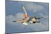 Venezuelan Air Force F-16 in Flight over Brazil-Stocktrek Images-Mounted Photographic Print