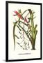 Venezuelan Bromeliad-Louis Van Houtte-Framed Art Print