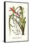 Venezuelan Bromeliad-Louis Van Houtte-Framed Stretched Canvas