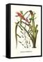 Venezuelan Bromeliad-Louis Van Houtte-Framed Stretched Canvas