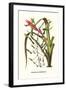 Venezuelan Bromeliad-Louis Van Houtte-Framed Art Print