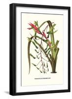 Venezuelan Bromeliad-Louis Van Houtte-Framed Art Print