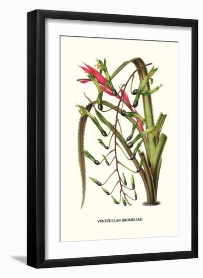 Venezuelan Bromeliad-Louis Van Houtte-Framed Art Print