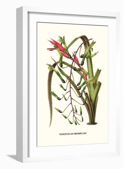 Venezuelan Bromeliad-Louis Van Houtte-Framed Art Print