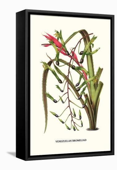 Venezuelan Bromeliad-Louis Van Houtte-Framed Stretched Canvas