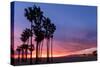 Venice Beach, CA, USA: Evening Sky Over Pacific Ocean, Santa Monica Mts & Pier With Palm Trees-Axel Brunst-Stretched Canvas