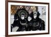 Venice, Italy. Mask and Costumes at Carnival-Darrell Gulin-Framed Photographic Print