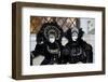 Venice, Italy. Mask and Costumes at Carnival-Darrell Gulin-Framed Photographic Print