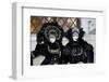 Venice, Italy. Mask and Costumes at Carnival-Darrell Gulin-Framed Photographic Print