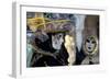 Venice, Italy. Mask and Costumes at Carnival-Darrell Gulin-Framed Photographic Print