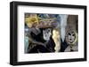 Venice, Italy. Mask and Costumes at Carnival-Darrell Gulin-Framed Photographic Print