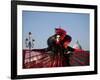 Venice, Veneto, Italy, a Mask in Costume on the Bacino Di San Marco with the Cupola of Santa Maria -Ken Scicluna-Framed Photographic Print