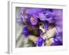 Venice, Veneto, Italy, a Mask in Movement on Piazza San Marco During Carnival-Ken Scicluna-Framed Photographic Print