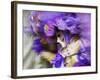 Venice, Veneto, Italy, a Mask in Movement on Piazza San Marco During Carnival-Ken Scicluna-Framed Photographic Print