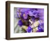 Venice, Veneto, Italy, a Mask in Movement on Piazza San Marco During Carnival-Ken Scicluna-Framed Photographic Print