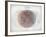 Venn Diagram of Humans - 1873, The World in Hemispheres Map-null-Framed Giclee Print