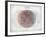 Venn Diagram of Humans - 1873, The World in Hemispheres Map-null-Framed Giclee Print