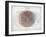 Venn Diagram of Humans - 1873, The World in Hemispheres Map-null-Framed Giclee Print