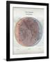 Venn Diagram of Humans - 1873, The World in Hemispheres Map-null-Framed Giclee Print