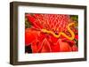 Venomous Yellow Eyelash Pit Viper on Red Plant, Arenal, Costa Rica, Latin America, Deadly Snake-worldswildlifewonders-Framed Photographic Print