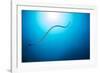 Venomous Yellow-lipped sea krait underwater, Philippines-David Fleetham-Framed Photographic Print