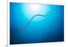 Venomous Yellow-lipped sea krait underwater, Philippines-David Fleetham-Framed Photographic Print