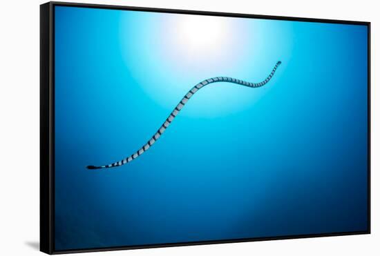 Venomous Yellow-lipped sea krait underwater, Philippines-David Fleetham-Framed Stretched Canvas