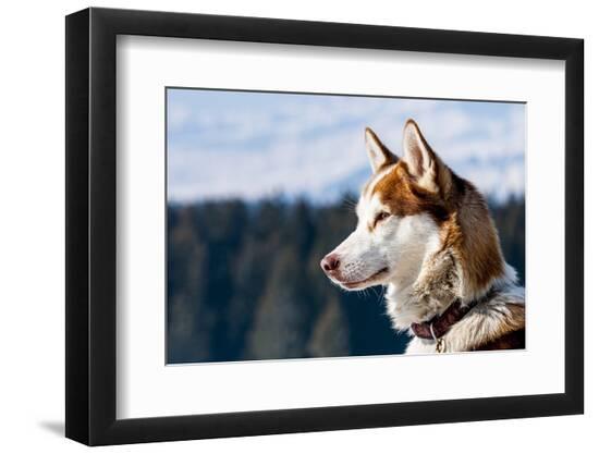 Premium Photographic Print, , large