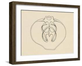 Ventral Valve with Branchiopode and Lophophore-null-Framed Giclee Print