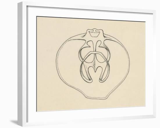 Ventral Valve with Branchiopode and Lophophore-null-Framed Giclee Print