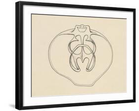 Ventral Valve with Branchiopode and Lophophore-null-Framed Giclee Print