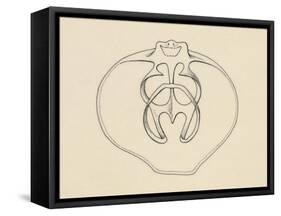 Ventral Valve with Branchiopode and Lophophore-null-Framed Stretched Canvas