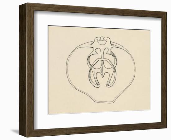 Ventral Valve with Branchiopode and Lophophore-null-Framed Giclee Print