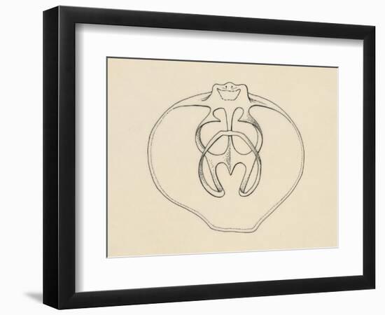 Ventral Valve with Branchiopode and Lophophore-null-Framed Giclee Print