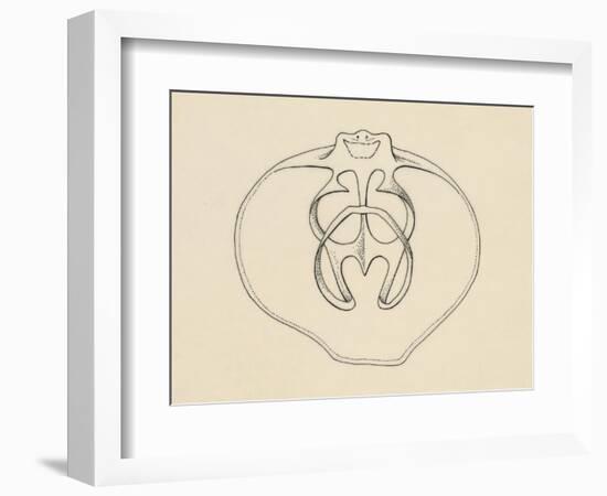 Ventral Valve with Branchiopode and Lophophore-null-Framed Giclee Print