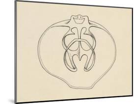 Ventral Valve with Branchiopode and Lophophore-null-Mounted Giclee Print