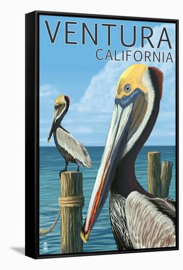 Ventura, California - Brown Pellican-Lantern Press-Framed Stretched Canvas