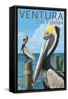 Ventura, California - Brown Pellican-Lantern Press-Framed Stretched Canvas