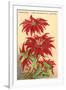 Ventura, the Poinsettia Capital-null-Framed Art Print