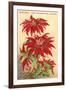 Ventura, the Poinsettia Capital-null-Framed Art Print