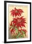 Ventura, the Poinsettia Capital-null-Framed Art Print