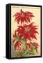 Ventura, the Poinsettia Capital-null-Framed Stretched Canvas